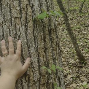 Photo #7 of Off Dots Dr, Charlottesville, VA 6.9 acres