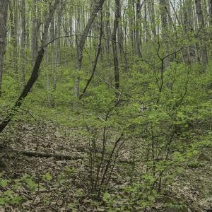 Photo #8 of Off Dots Dr, Charlottesville, VA 6.9 acres