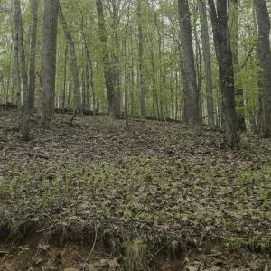 Photo #10 of Off Dots Dr, Charlottesville, VA 6.9 acres