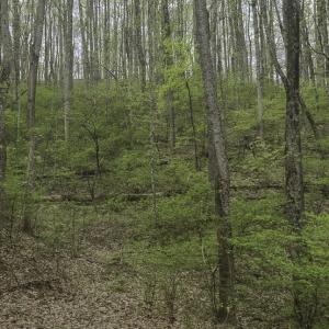 Photo #14 of Off Dots Dr, Charlottesville, VA 6.9 acres