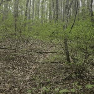 Photo #16 of Off Dots Dr, Charlottesville, VA 6.9 acres