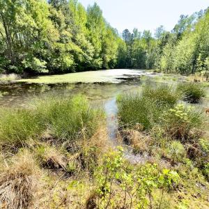 Photo #13 of SOLD property in Off US Hwy 220 Alternate, Ellerbe, NC 33.0 acres
