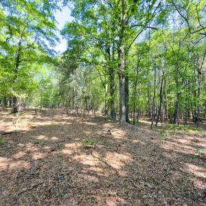 Photo #17 of SOLD property in Off US Hwy 220 Alternate, Ellerbe, NC 33.0 acres