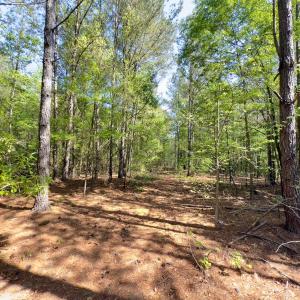 Photo #18 of SOLD property in Off US Hwy 220 Alternate, Ellerbe, NC 33.0 acres