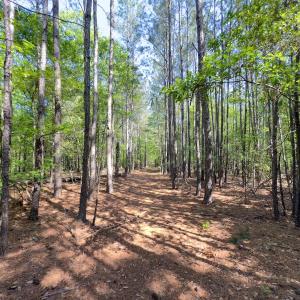 Photo #8 of SOLD property in Off US Hwy 220 Alternate, Ellerbe, NC 33.0 acres