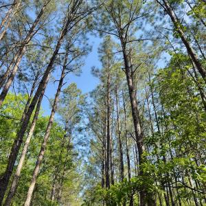 Photo #9 of SOLD property in Off US Hwy 220 Alternate, Ellerbe, NC 33.0 acres
