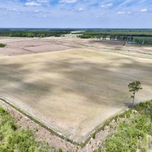 Photo #17 of Off Hwy 41, Trenton, NC 20.0 acres