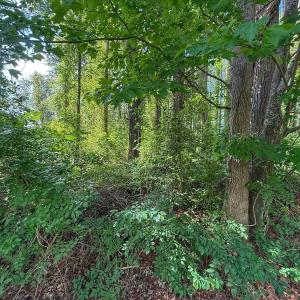 Photo #36 of Off Sailhaven Dr, Oriental, NC 1.1 acres