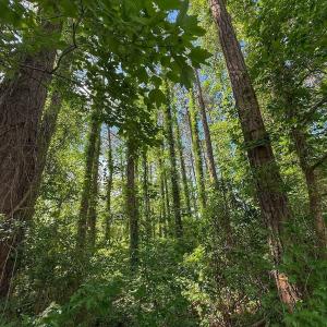 Photo #37 of Off Sailhaven Dr, Oriental, NC 1.1 acres