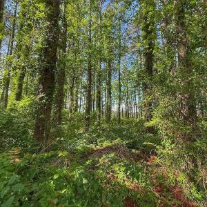 Photo #38 of Off Sailhaven Dr, Oriental, NC 1.1 acres