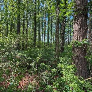 Photo #39 of Off Sailhaven Dr, Oriental, NC 1.1 acres
