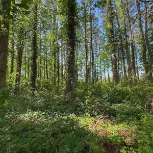 Photo #40 of Off Sailhaven Dr, Oriental, NC 1.1 acres