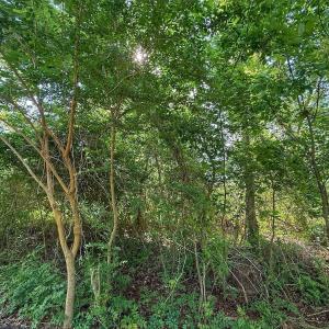 Photo #41 of Off Sailhaven Dr, Oriental, NC 1.1 acres