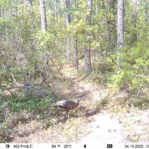 Photo #21 of 501 Drawbridge Rd, Hobucken, NC 461.0 acres