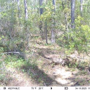 Photo #22 of 501 Drawbridge Rd, Hobucken, NC 461.0 acres
