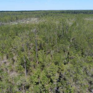 Photo #23 of 501 Drawbridge Rd, Hobucken, NC 461.0 acres
