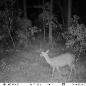 Photo #24 of 501 Drawbridge Rd, Hobucken, NC 461.0 acres