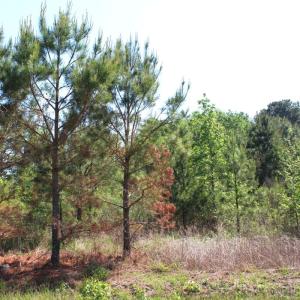 Photo #13 of 241 Joe Phelps Road, Aulander, NC 1.0 acres