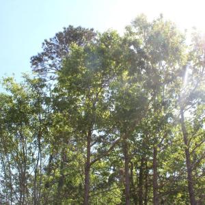 Photo #14 of 241 Joe Phelps Road, Aulander, NC 1.0 acres