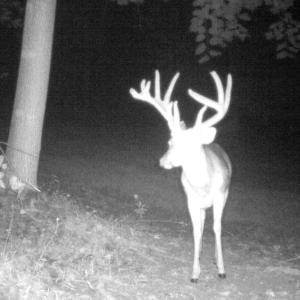 Photo #10 of Off Yorkshire Drive, Sandy Level, VA 20.0 acres