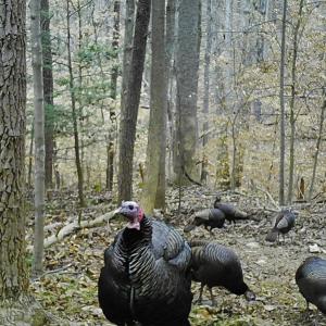 Photo #11 of Off Yorkshire Drive, Sandy Level, VA 20.0 acres