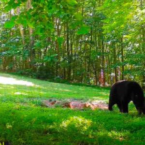 Photo #12 of Off Yorkshire Drive, Sandy Level, VA 20.0 acres