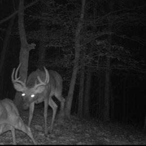 Photo #15 of Off Yorkshire Drive, Sandy Level, VA 20.0 acres