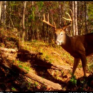 Photo #17 of Off Yorkshire Drive, Sandy Level, VA 20.0 acres
