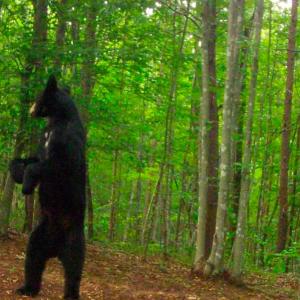Photo #19 of Off Yorkshire Drive, Sandy Level, VA 20.0 acres