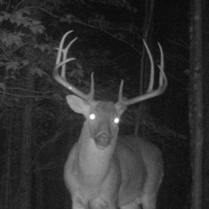 Photo #4 of Off Yorkshire Drive, Sandy Level, VA 20.0 acres