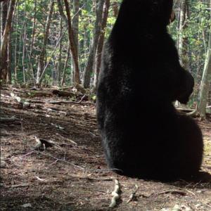 Photo #8 of Off Yorkshire Drive, Sandy Level, VA 20.0 acres