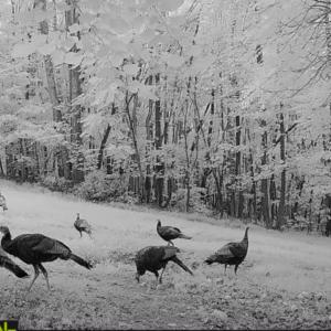 Photo #28 of Off Yorkshire Drive, Sandy Level, VA 20.0 acres