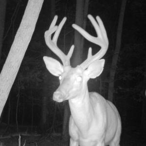 Photo #33 of Off Yorkshire Drive, Sandy Level, VA 20.0 acres