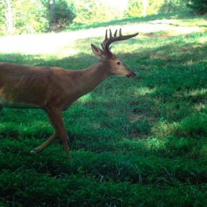 Photo #34 of Off Yorkshire Drive, Sandy Level, VA 20.0 acres