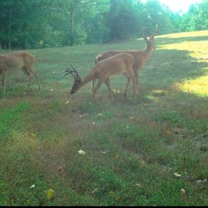 Photo #29 of Off Yorkshire Drive, Sandy Level, VA 20.0 acres
