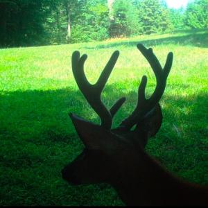 Photo #30 of Off Yorkshire Drive, Sandy Level, VA 20.0 acres