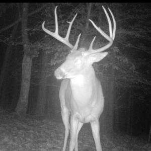 Photo #31 of Off Yorkshire Drive, Sandy Level, VA 20.0 acres