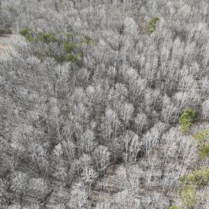 Photo #43 of Off Yorkshire Drive, Sandy Level, VA 20.0 acres