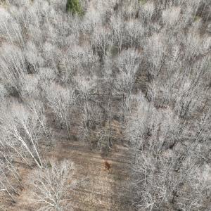 Photo #48 of Off Yorkshire Drive, Sandy Level, VA 20.0 acres