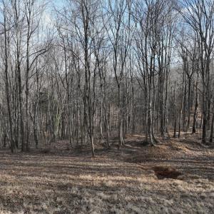 Photo #59 of Off Yorkshire Drive, Sandy Level, VA 20.0 acres