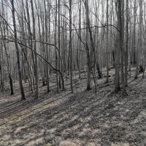 Photo #60 of Off Yorkshire Drive, Sandy Level, VA 20.0 acres