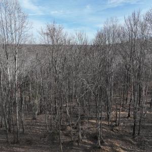 Photo #63 of Off Yorkshire Drive, Sandy Level, VA 20.0 acres