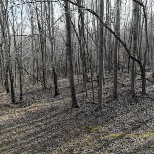 Photo #64 of Off Yorkshire Drive, Sandy Level, VA 20.0 acres