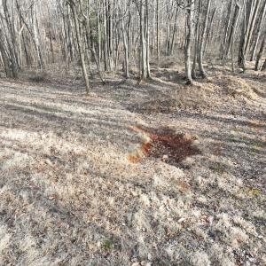 Photo #65 of Off Yorkshire Drive, Sandy Level, VA 20.0 acres