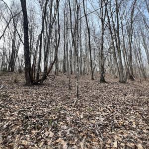 Photo #70 of Off Yorkshire Drive, Sandy Level, VA 20.0 acres