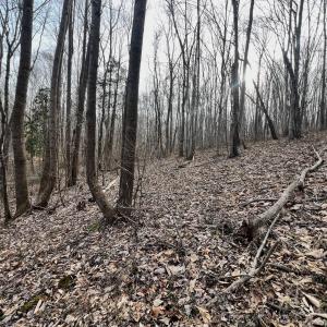 Photo #71 of Off Yorkshire Drive, Sandy Level, VA 20.0 acres