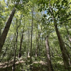 Photo #17 of Off Briston Brown Road, Littleton, NC 18.8 acres