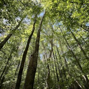 Photo #18 of Off Briston Brown Road, Littleton, NC 18.8 acres