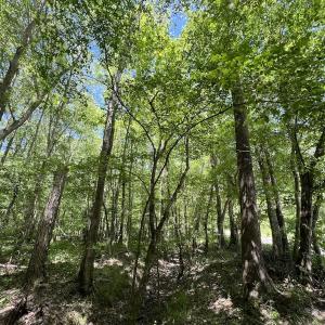 Photo #19 of Off Briston Brown Road, Littleton, NC 18.8 acres