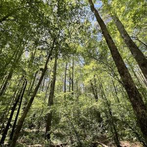 Photo #20 of Off Briston Brown Road, Littleton, NC 18.8 acres